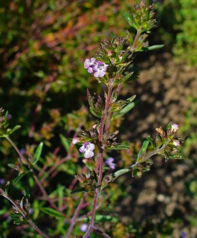 Fotografia de capa Satureja hortensis - do Jardim Botânico