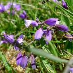 Fotografia 6 da espécie Polygala serpyllifolia do Jardim Botânico UTAD