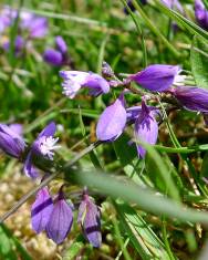 Fotografia da espécie Polygala serpyllifolia