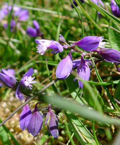 Fotografia de capa Polygala serpyllifolia - do Jardim Botânico