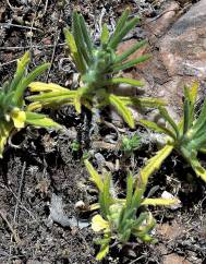 Ajuga iva var. pseudoiva