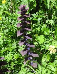 Ajuga pyramidalis