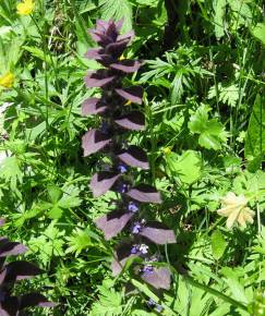 Fotografia da espécie Ajuga pyramidalis