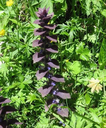 Fotografia de capa Ajuga pyramidalis - do Jardim Botânico