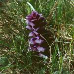 Fotografia 5 da espécie Ajuga pyramidalis do Jardim Botânico UTAD