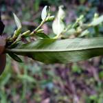 Fotografia 8 da espécie Polygonum hydropiper do Jardim Botânico UTAD