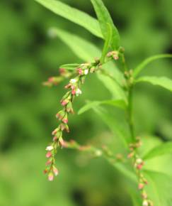 Fotografia da espécie Polygonum hydropiper