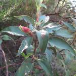 Fotografia 16 da espécie Cistus laurifolius do Jardim Botânico UTAD