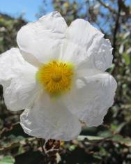 Fotografia da espécie Cistus laurifolius