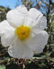 Cistus laurifolius