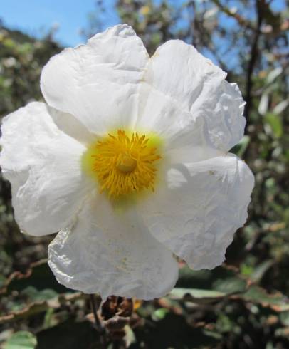 Fotografia de capa Cistus laurifolius - do Jardim Botânico