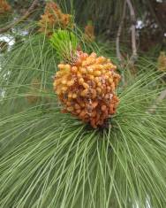 Fotografia da espécie Pinus canariensis