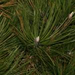 Fotografia 7 da espécie Pinus nigra do Jardim Botânico UTAD