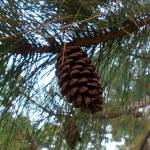 Fotografia 11 da espécie Pinus nigra do Jardim Botânico UTAD