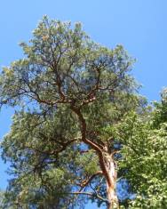 Fotografia da espécie Pinus sylvestris