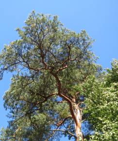 Fotografia da espécie Pinus sylvestris