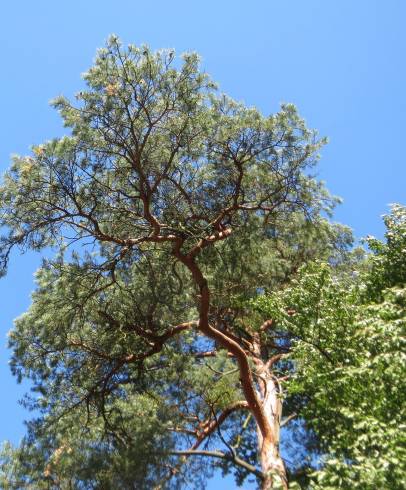 Fotografia de capa Pinus sylvestris - do Jardim Botânico