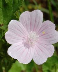 Fotografia da espécie Malva hispanica