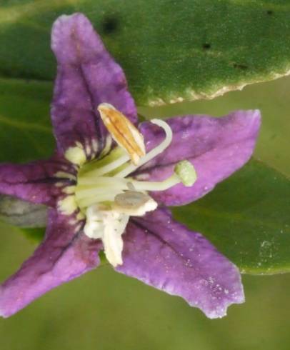 Fotografia de capa Lycium europaeum - do Jardim Botânico