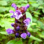 Fotografia 10 da espécie Prunella vulgaris do Jardim Botânico UTAD