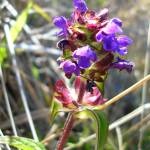 Fotografia 30 da espécie Prunella vulgaris do Jardim Botânico UTAD