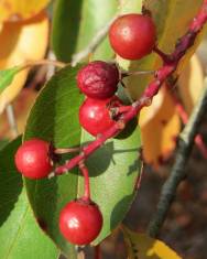 Fotografia da espécie Prunus serotina