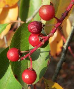 Fotografia da espécie Prunus serotina