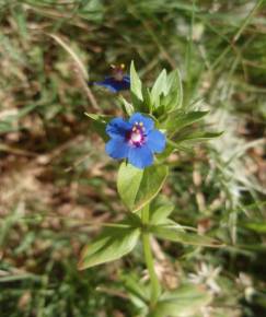 Fotografia da espécie Anagallis crassifolia