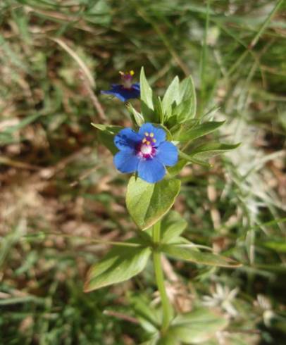 Fotografia de capa Anagallis crassifolia - do Jardim Botânico