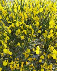 Fotografia da espécie Genista polyanthos