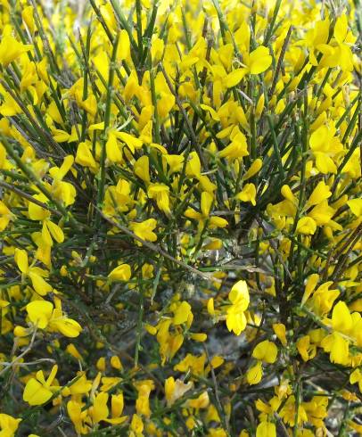 Fotografia de capa Genista polyanthos - do Jardim Botânico