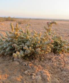 Fotografia da espécie Halopeplis amplexicaulis