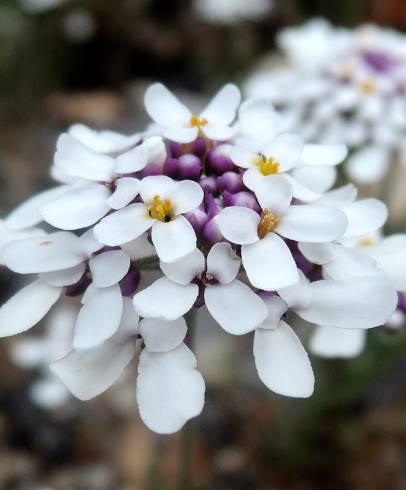 Fotografia de capa Iberis pectinata - do Jardim Botânico