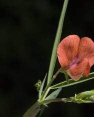 Fotografia da espécie Lathyrus setifolius