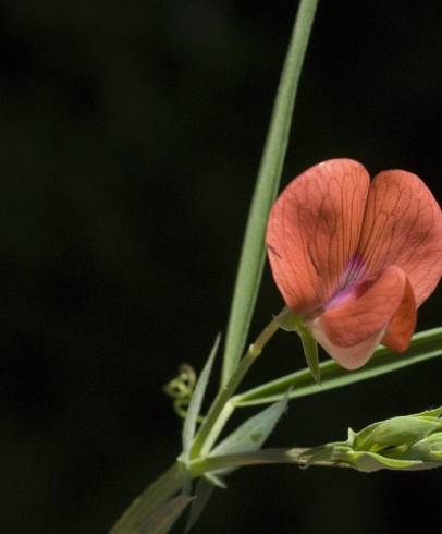 Fotografia de capa Lathyrus setifolius - do Jardim Botânico