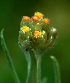 Fotografia da espécie Laphangium luteoalbum