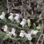 Fotografia 1 da espécie Antirrhinum lopesianum do Jardim Botânico UTAD