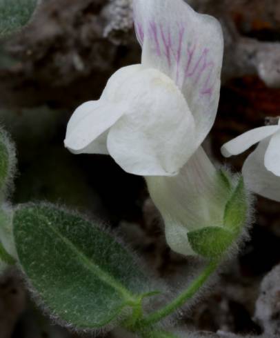 Fotografia de capa Antirrhinum lopesianum - do Jardim Botânico