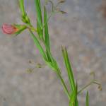 Fotografia 19 da espécie Lathyrus setifolius do Jardim Botânico UTAD