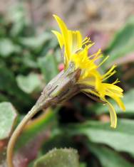 Fotografia da espécie Leontodon saxatilis subesp. saxatilis