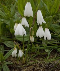 Fotografia da espécie Leucojum trichophyllum