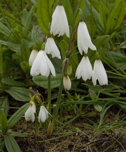 Fotografia de capa Leucojum trichophyllum - do Jardim Botânico