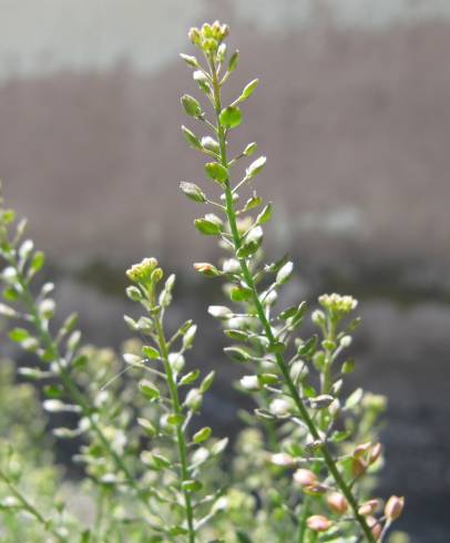 Fotografia de capa Lepidium ruderale - do Jardim Botânico