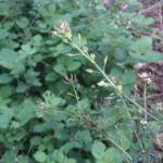 Fotografia 8 da espécie Lepidium graminifolium do Jardim Botânico UTAD