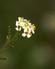 Fotografia da espécie Lepidium graminifolium