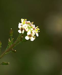 Fotografia da espécie Lepidium graminifolium