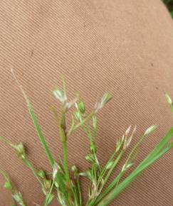 Fotografia da espécie Juncus foliosus