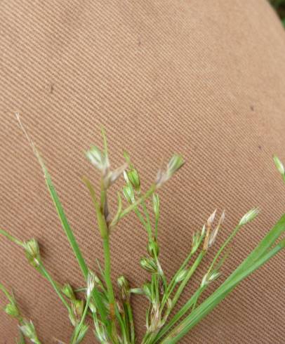 Fotografia de capa Juncus foliosus - do Jardim Botânico