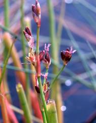 Juncus heterophyllus