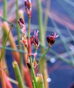 Fotografia da espécie Juncus heterophyllus